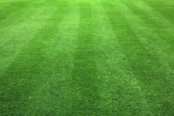 A very manicured lawn.