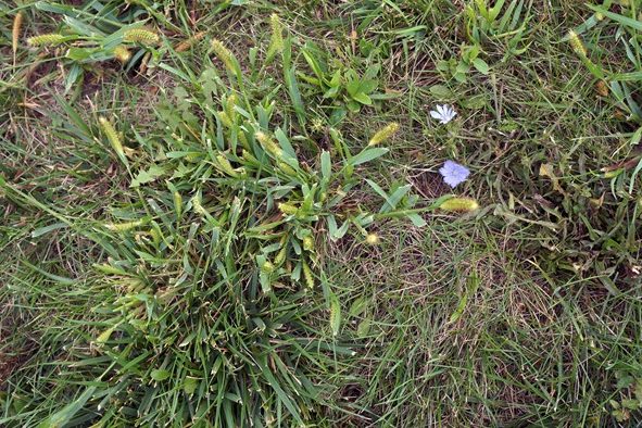Close up of crabgrass.