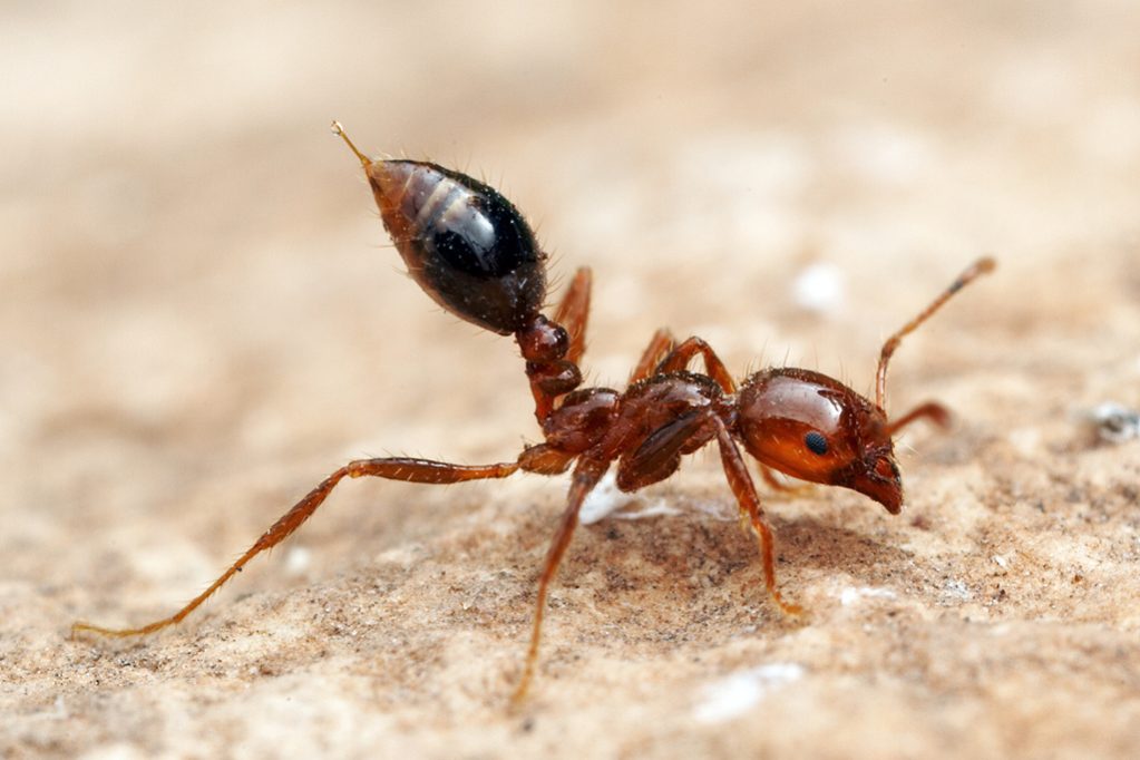 Close up of a fire ant.