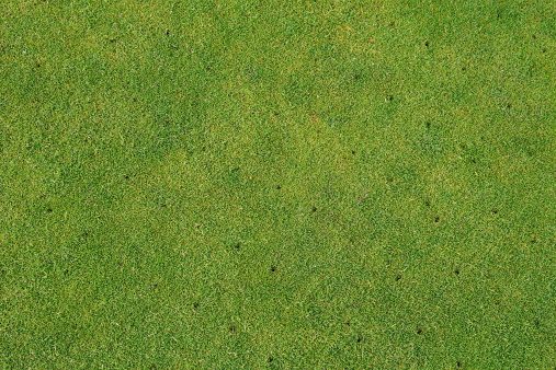 lawn aeration and overseeding