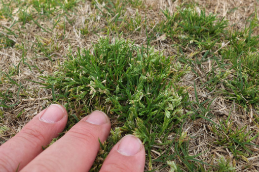 Close up of poa annua grass.