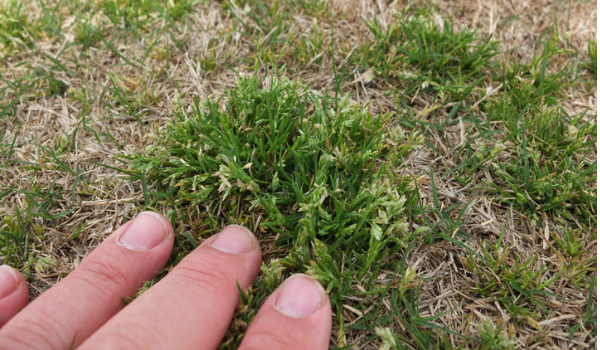 poa-annua-in-warm-season-grass Close up of poa annua grass.