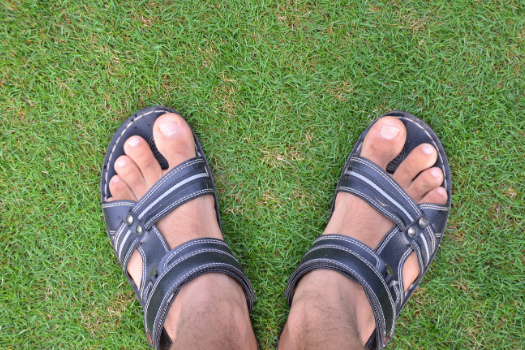 Close up of healthy grass.