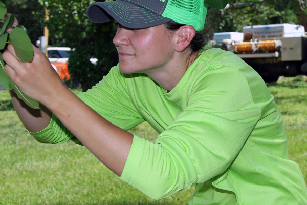 Man inspecting a leaf.