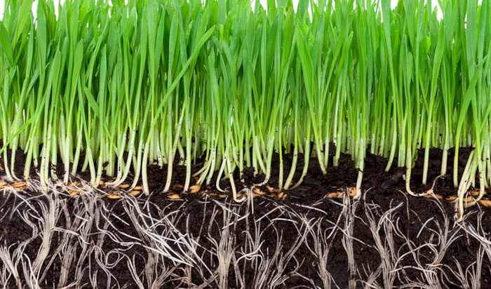 new grass seeds and root system aeration and overseeding in Raleigh
