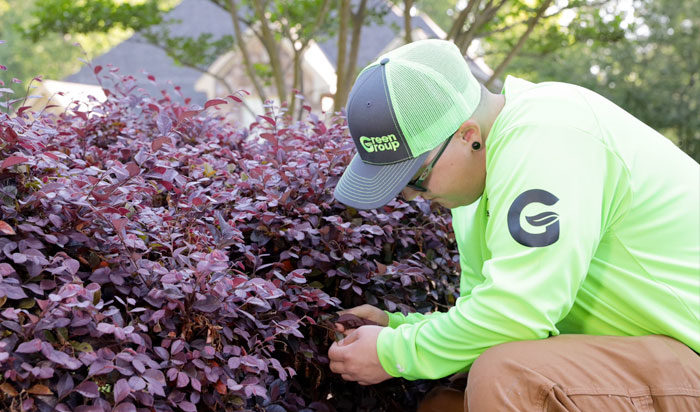 tree-shrub-title Man looking at a red shrub.