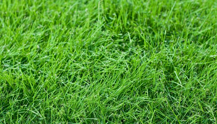 fescue fescue grass, fall overseeding nc, eastern turf maintenance