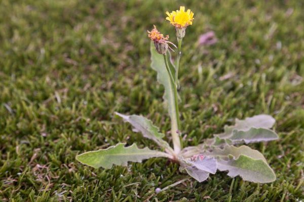 dandelion winter weed in grass
