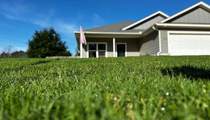 close up of bermuda grass blades with growth regulator