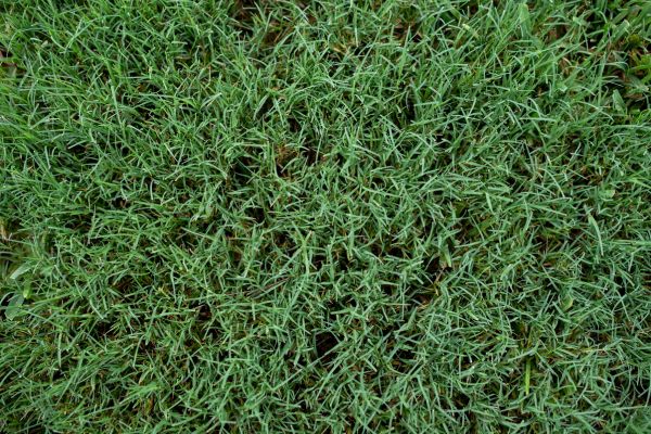 bermuda grass lawn