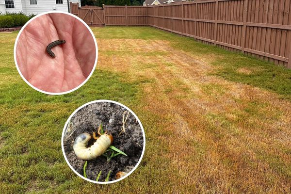 lawn with brown patches of damage, close up of armyworms and lawn grubs