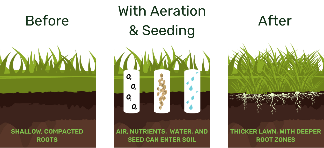 overseeding-graphic