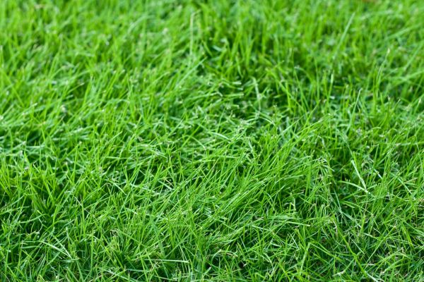 lush green grass, fall overseeding benefits