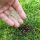 fall overseeding, lawn seed for fescue grass