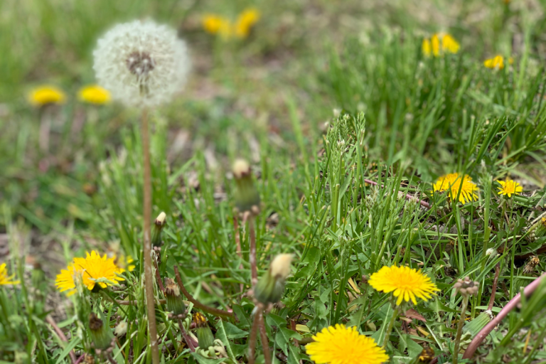 lawn weeds, dandelion in grass