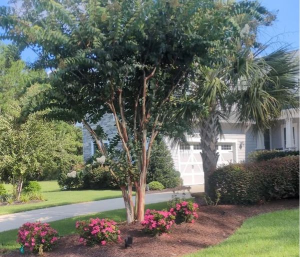 Eastern Turf Maintenance Coastal Lawn Care - Tree Shrub Care (600 x 515 px)